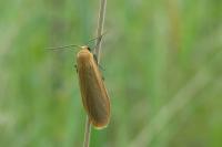 Katha depressa