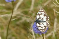 Melanargia galathea