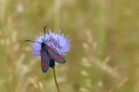 Zygaena filipendulae