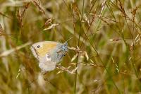 Coenonympha pamphilus