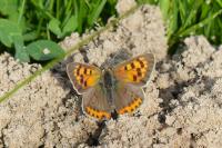 Lycaena phlaeas