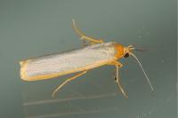 Manulea complana