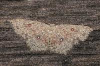 Cyclophora pendularia