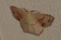 Cyclophora punctaria