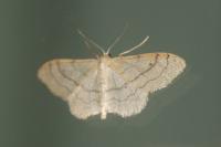 Idaea aversata