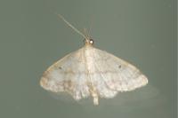 Idaea biselata