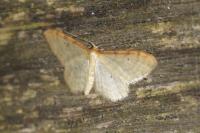 Idaea humiliata