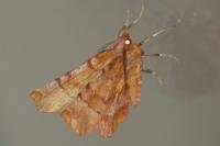 Selenia dentaria