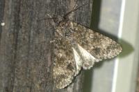 Acronicta megacephala