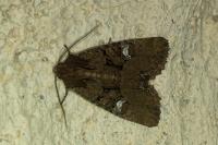 Mesapamea secalella/secalis
