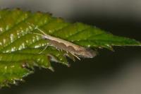Plutella xylostella