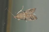 Ephestia