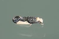 Monopis monachella