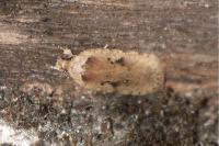 Agonopterix yeatiana