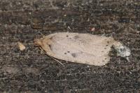 Agonopterix yeatiana