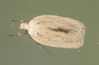Agonopterix pallorella