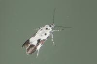 Ethmia quadrillella