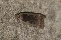 Anacampsis