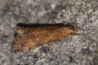 Brachmia blandella