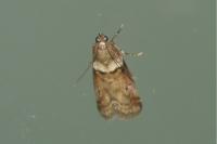 Acrobasis consociella