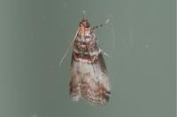 Acrobasis advenella