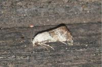 Cochylis posterana