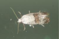 Cochylis posterana