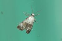 Cochylis posterana