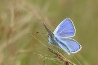Polyommatus icarus