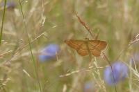 Idaea ochrata