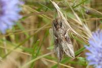 Autographa gamma
