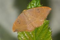 Watsonalla binaria