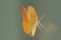 Watsonalla binaria