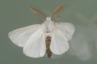 Euproctis chrysorrhoea