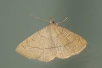 Paracolax tristalis