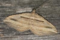 Costaconvexa polygrammata