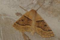 Crocallis elinguaria