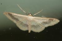 Idaea aversata