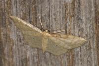 Idaea fuscovenosa