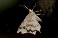 Macaria alternata