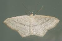 Scopula nigropunctata
