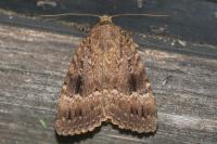 Amphipyra pyramidea