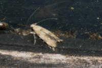 Mompha epilobiella