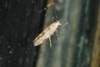 Mompha epilobiella