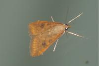Udea ferrugalis