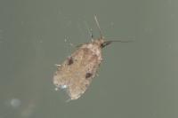Agonopterix propinquella