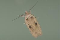 Agonopterix yeatiana