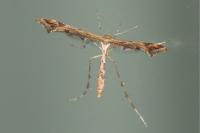 Amblyptilia acanthadactyla