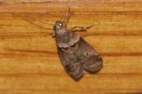 Acrobasis consociella