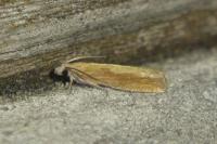 Eucosma obumbratana